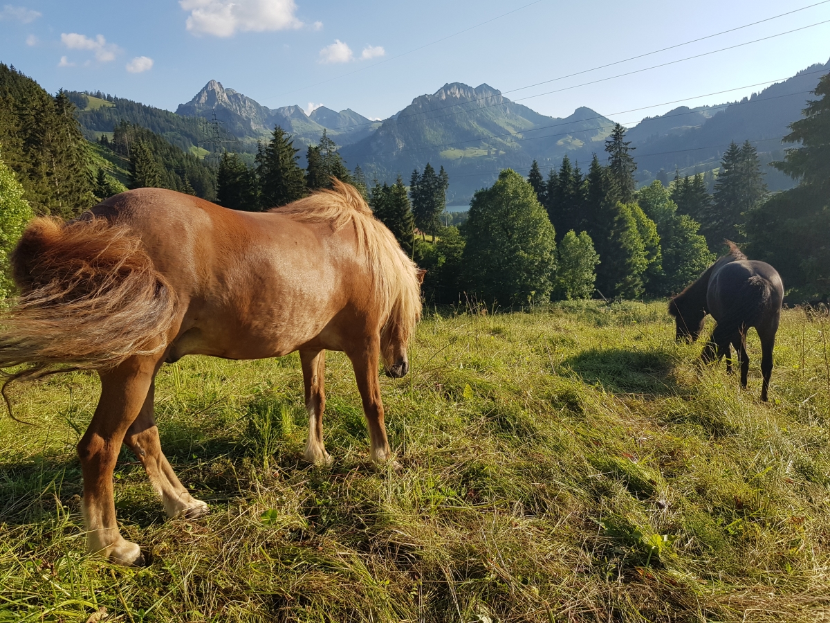 Optimized-20180707_191414 (1)